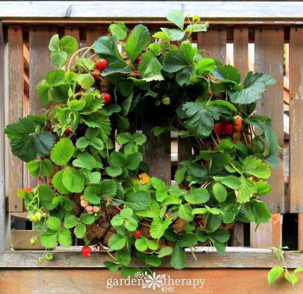How-to-Make-a-Strawberry-Wreath